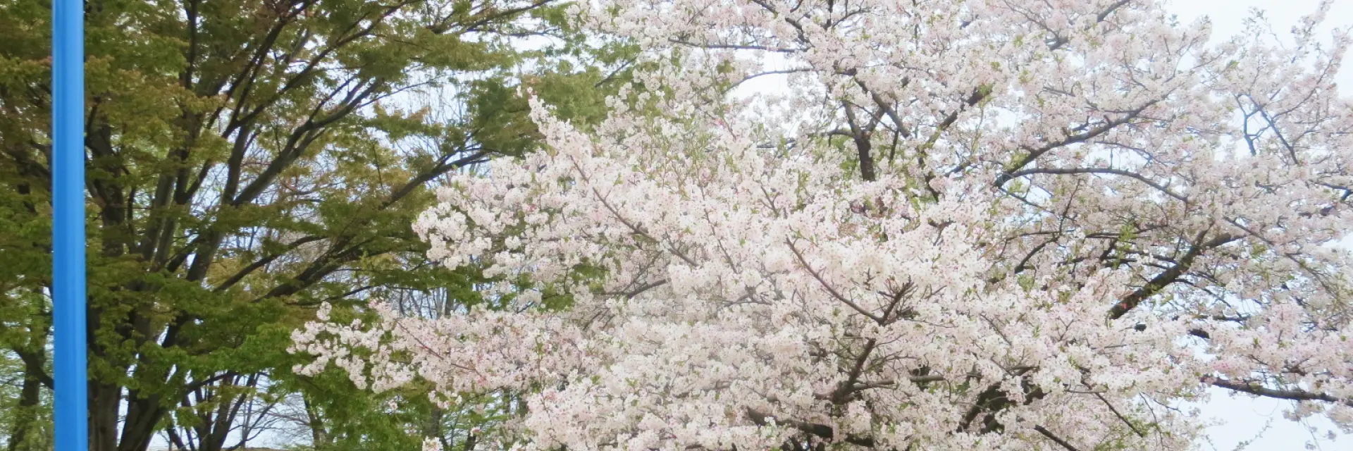 その人らしい生き方を地域に、穏やかな毎日を